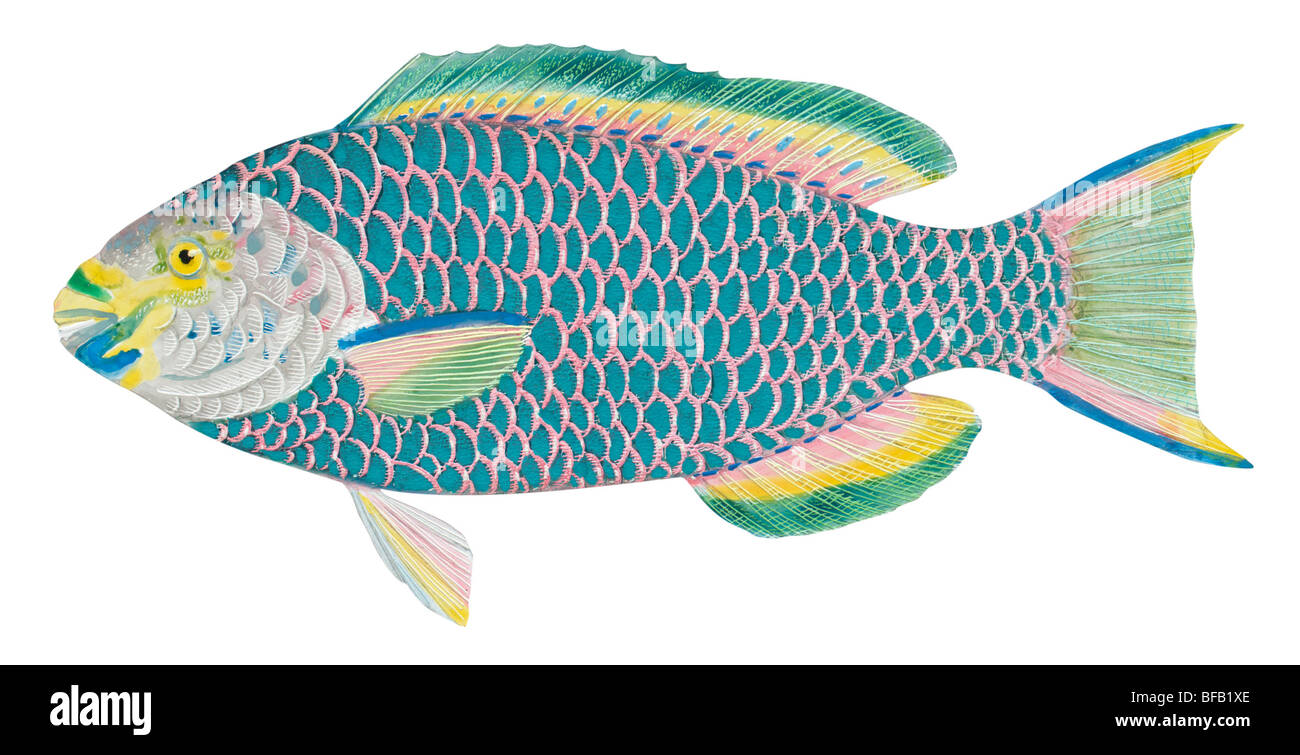 Queen parrot fish Stock Photo