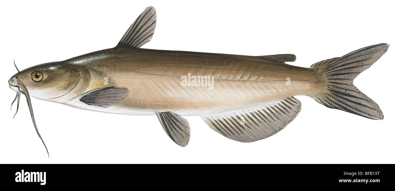 Channel catfish Stock Photo