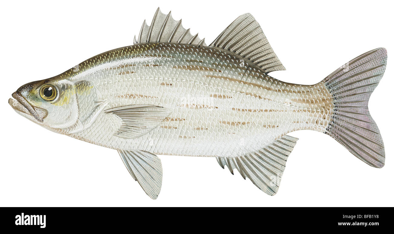 White striped fish hi-res stock photography and images - Alamy