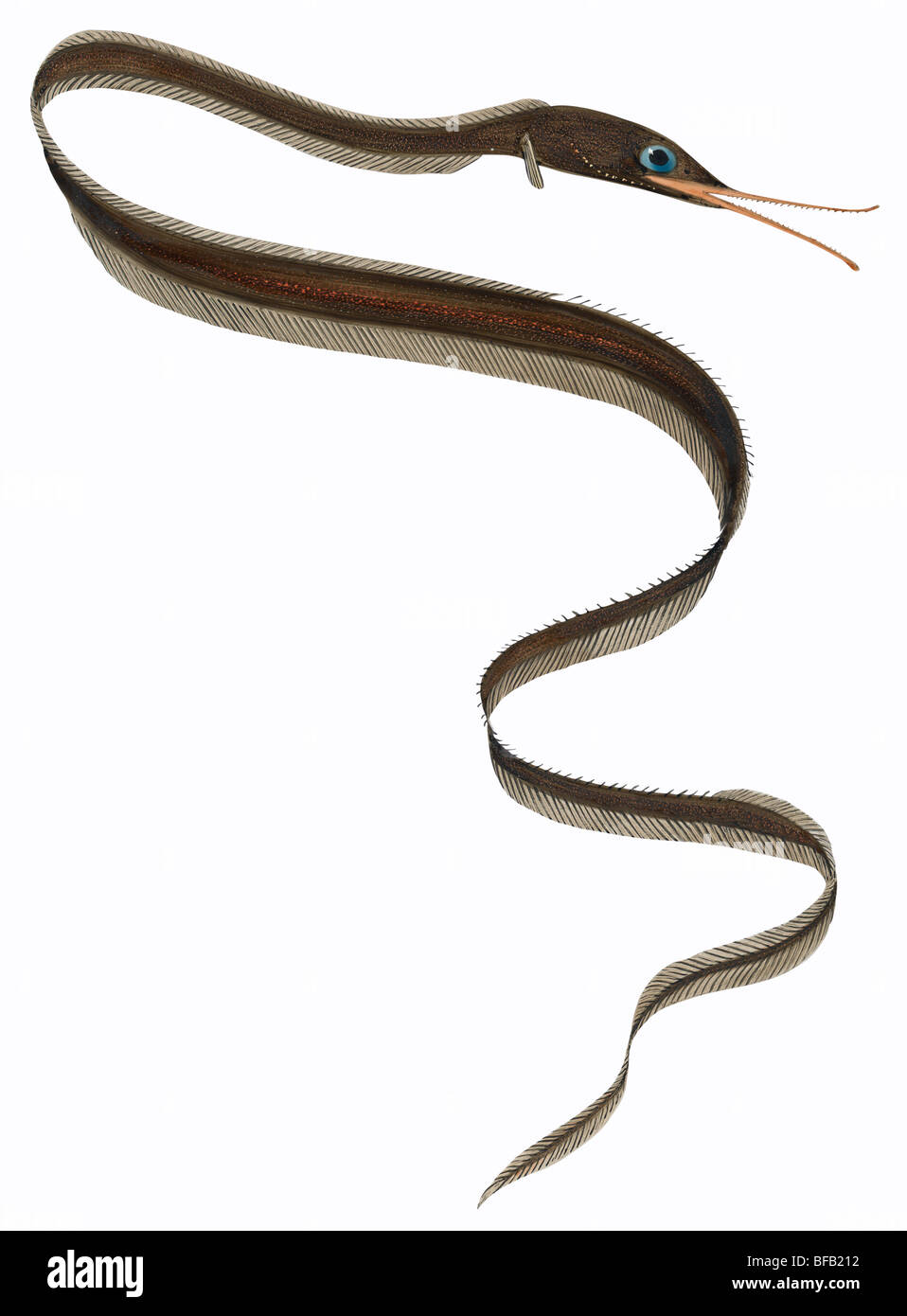 Slender snipe eel Stock Photo