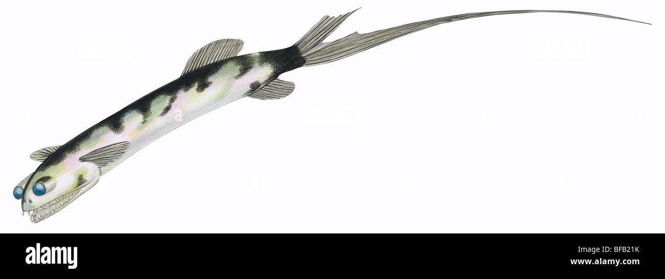 telescope fish price telescope fish price