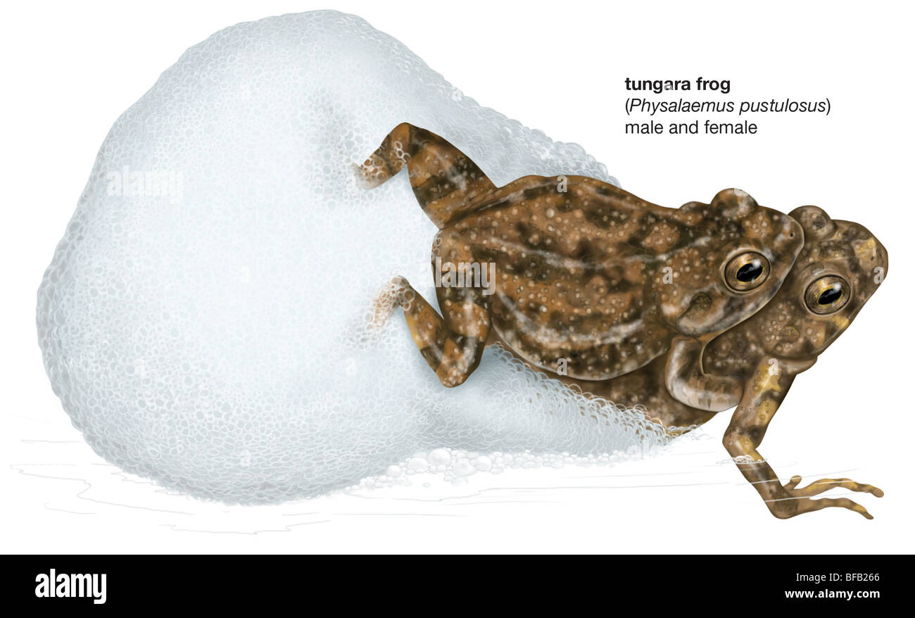 Tungara frog Stock Photo