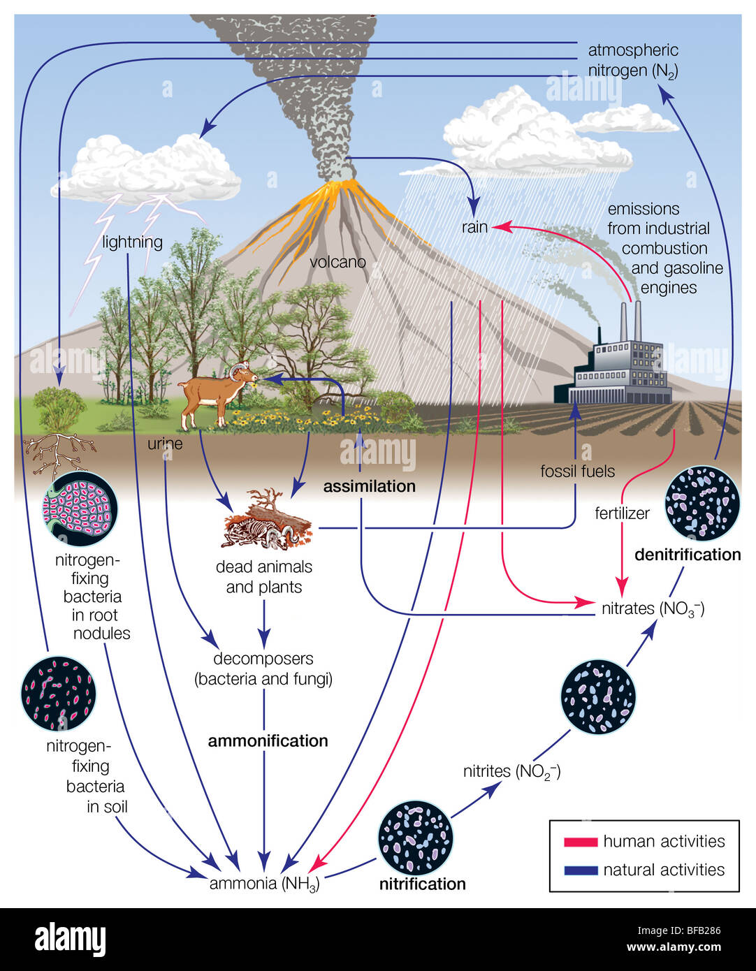 Nitrogen cycle Stock Photo