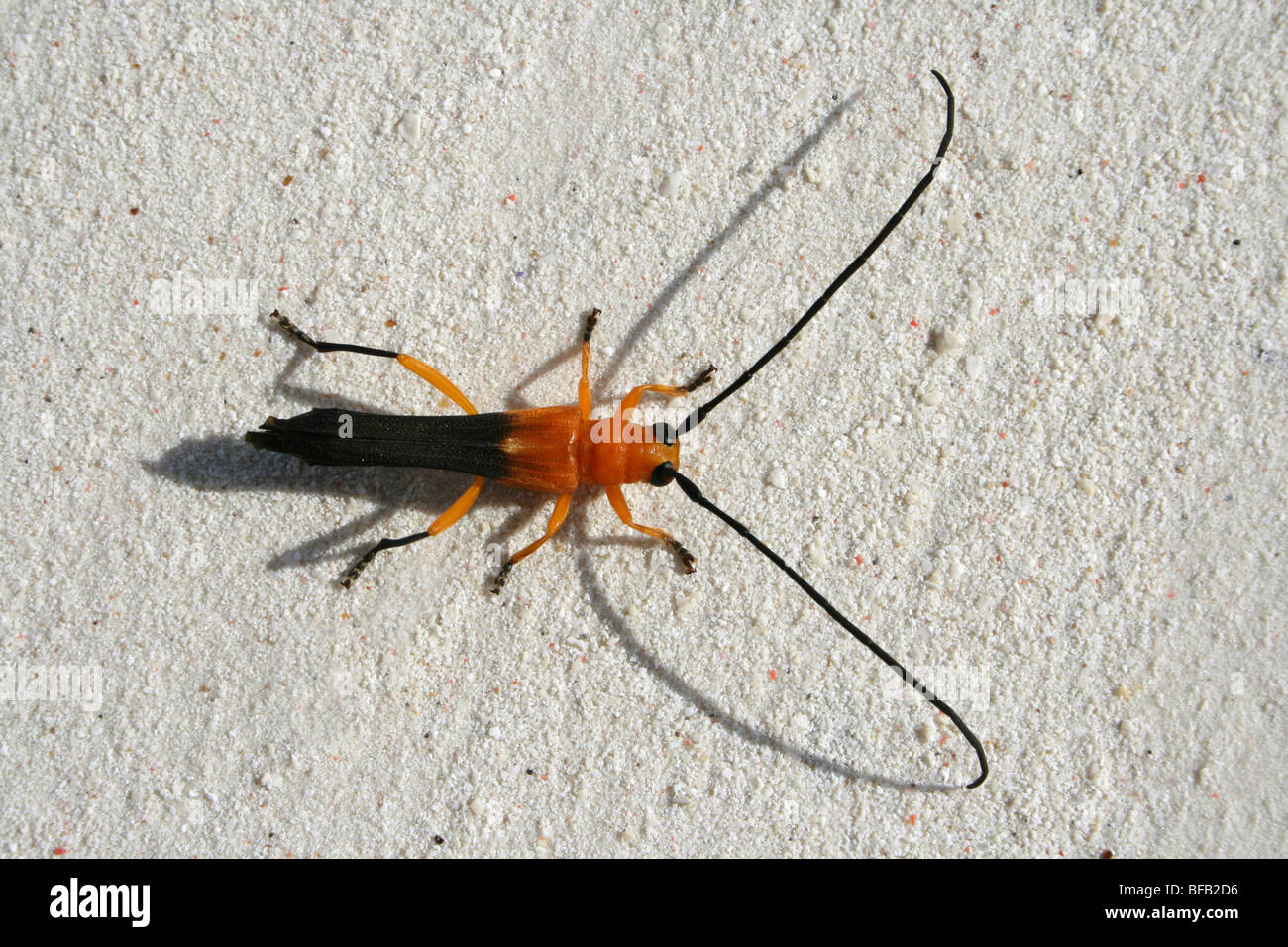 Orange Coffee Long-horned Beetle  Leuconitocris nigricornis On Jambiani Beach, Zanzibar Stock Photo