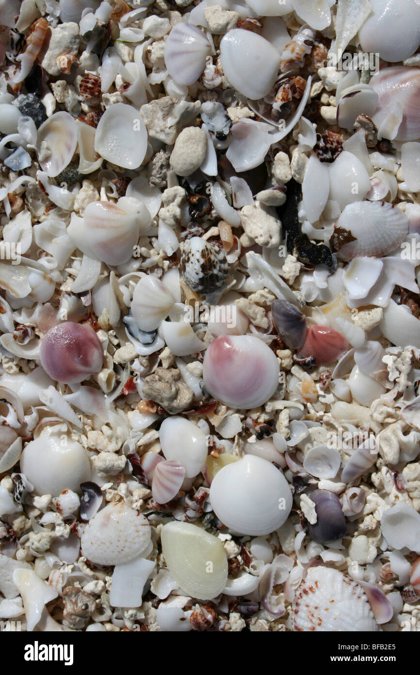 Seashells On Jambiani Beach, Tanzania Stock Photo