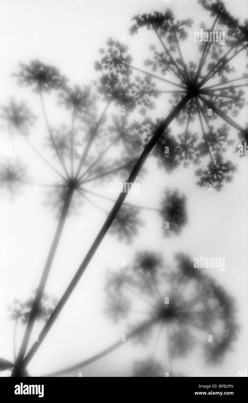 Anthriscus sylvestris, Cow parsley, Black and white monochrome image of umbel shaped flower heads. Stock Photo