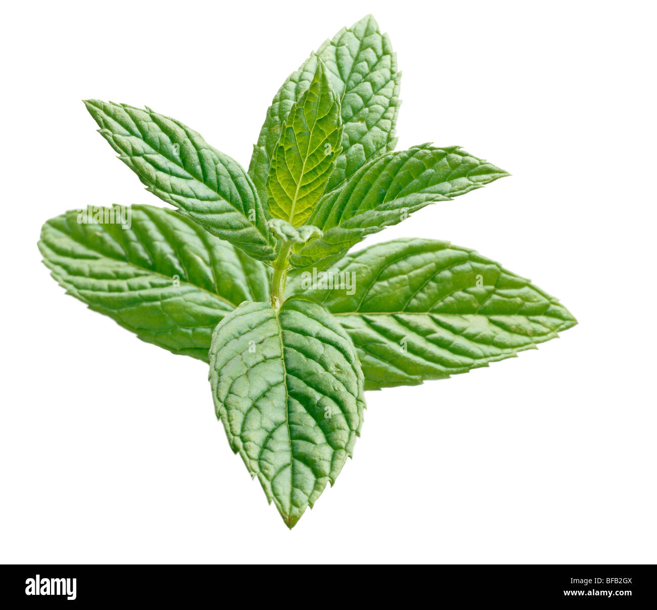 Mentha spicata, Mint, Spearmint Stock Photo