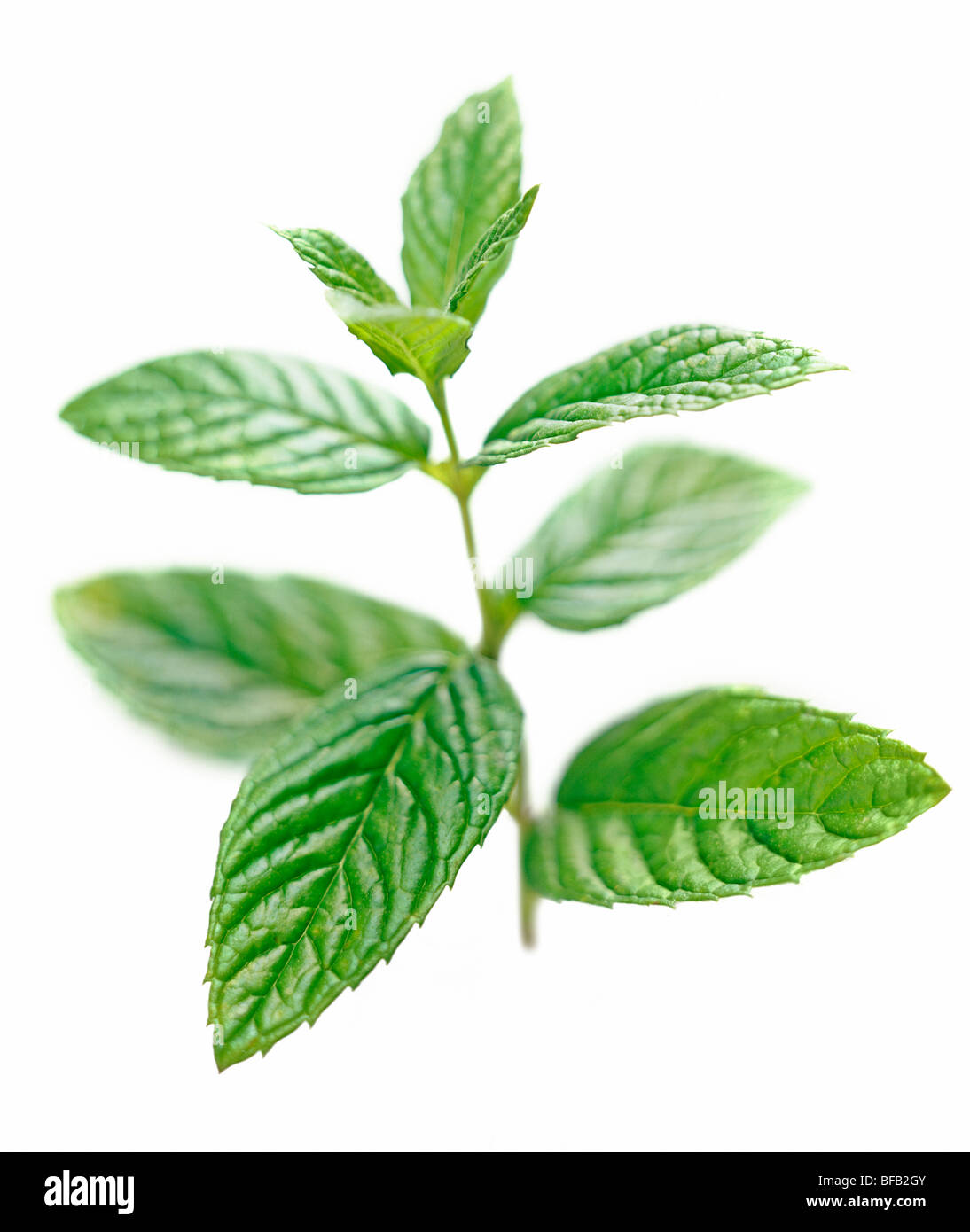 Mentha spicata, Mint, Spearmint Stock Photo