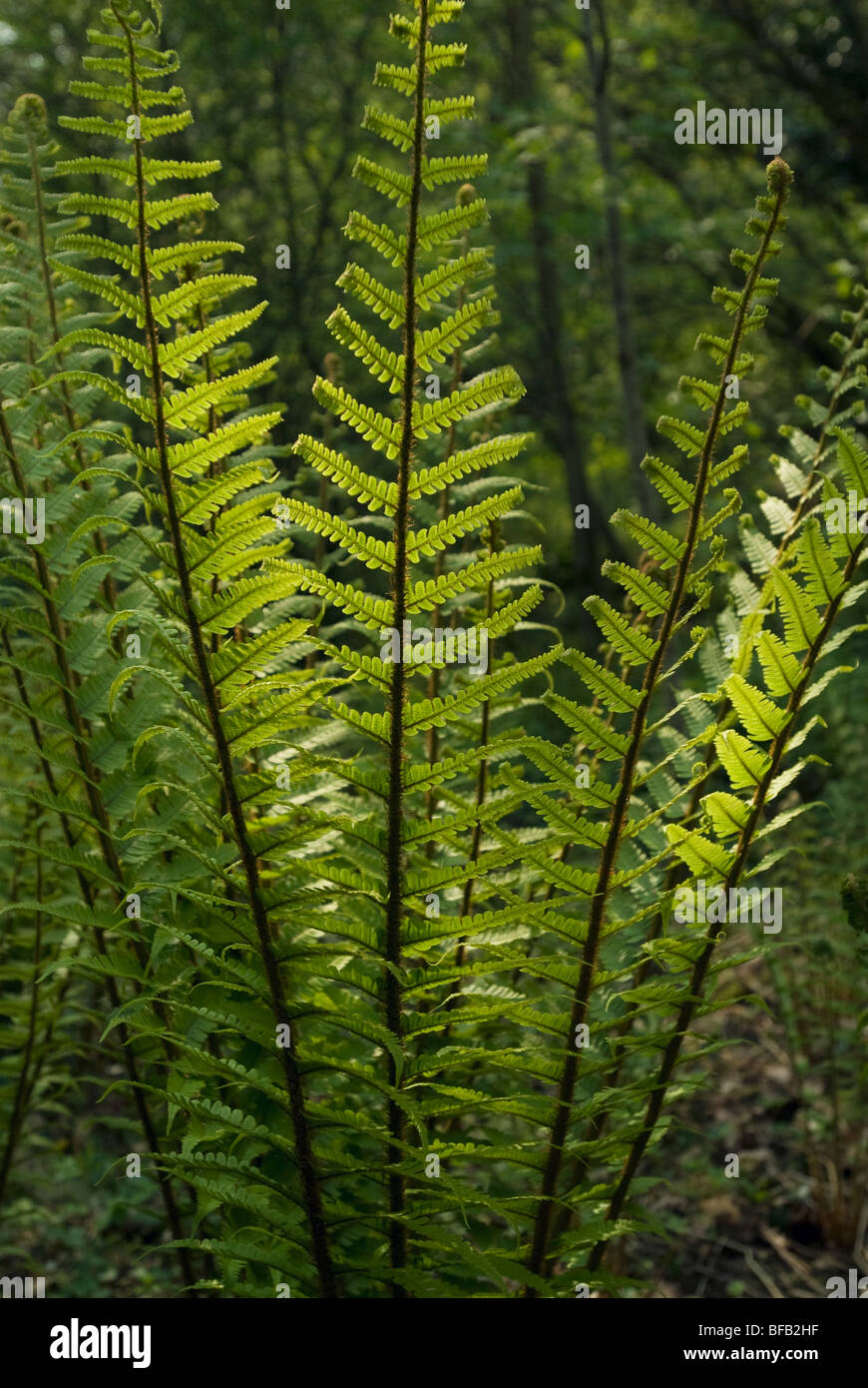 Dryopteris wallichiana, Fern, Wallich’s wood fern Stock Photo