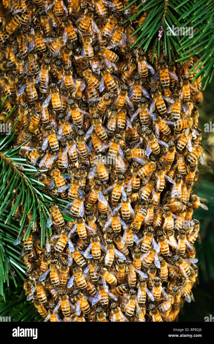 Fir swarm of bees on tree hi-res stock photography and images - Alamy