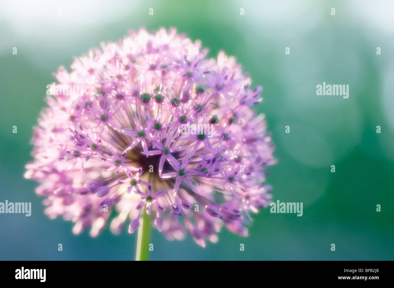 Giant allium, Allium giganteum, Purple spherical flower of ornamental onion. Stock Photo