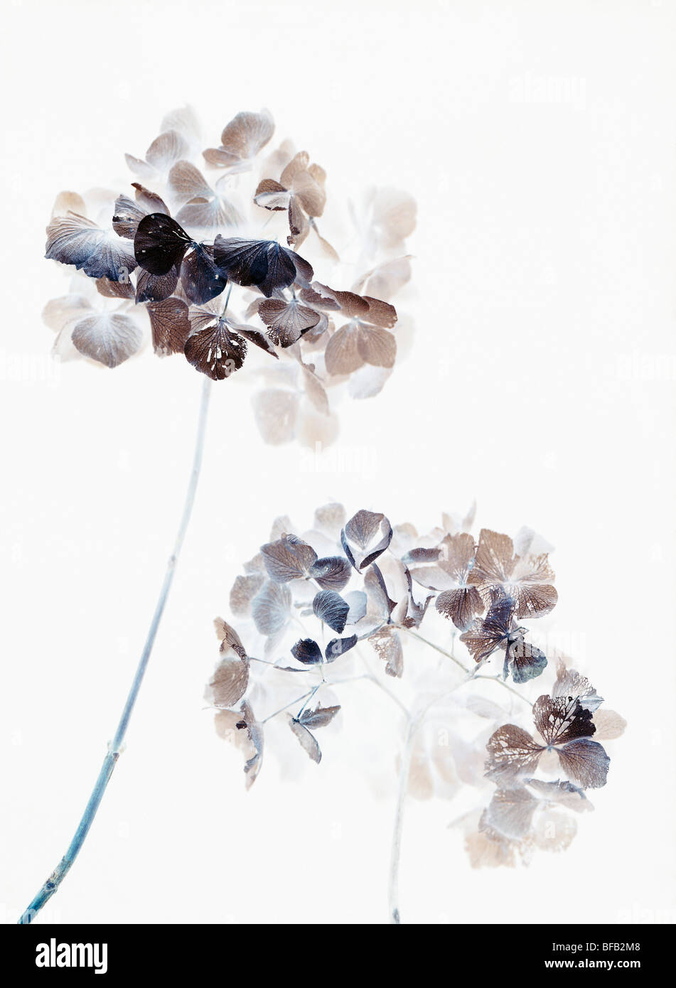 Dried Hydrangea plant flower on white background Stock Photo