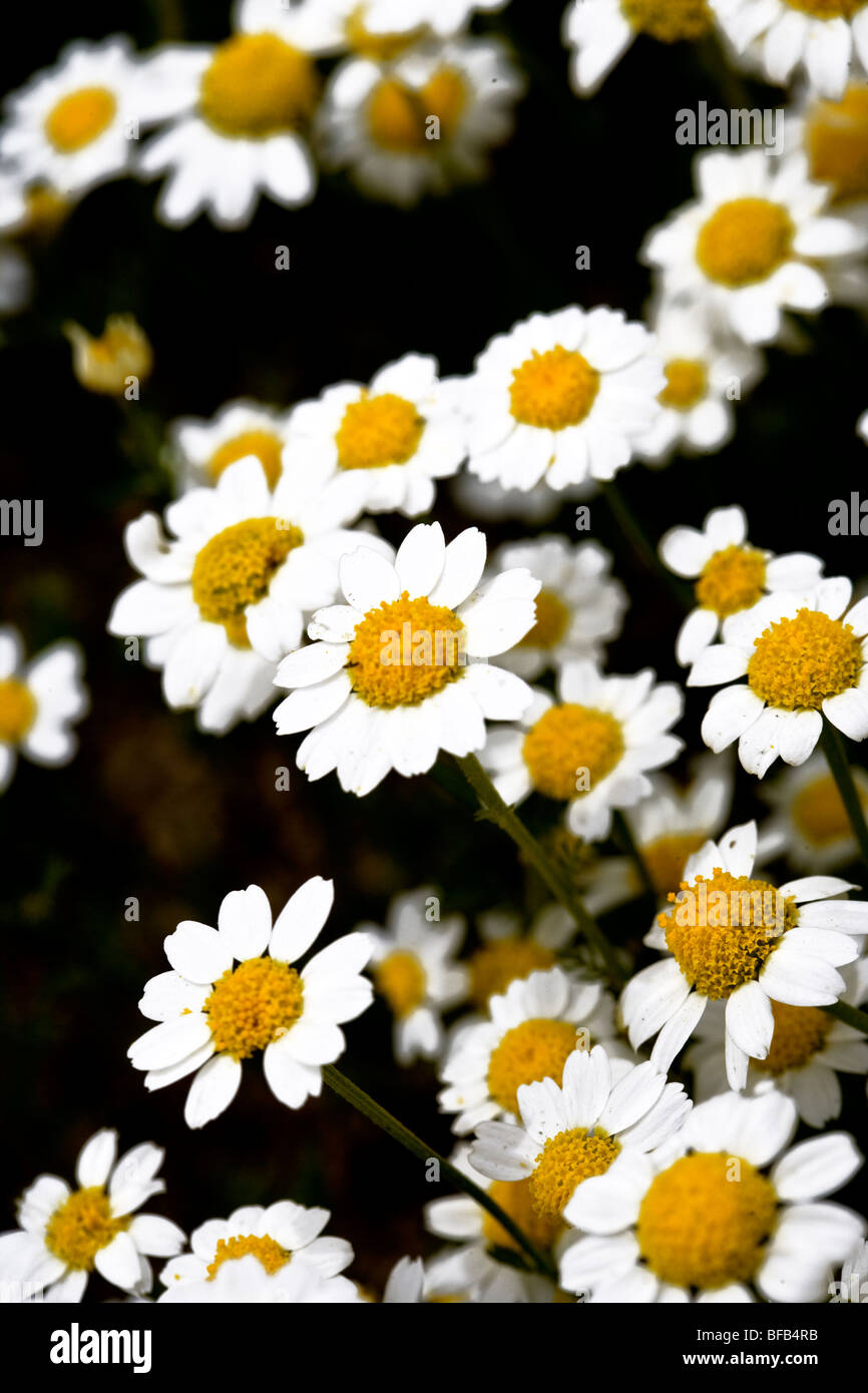 Dasiy flowers, Jordan Stock Photo Alamy