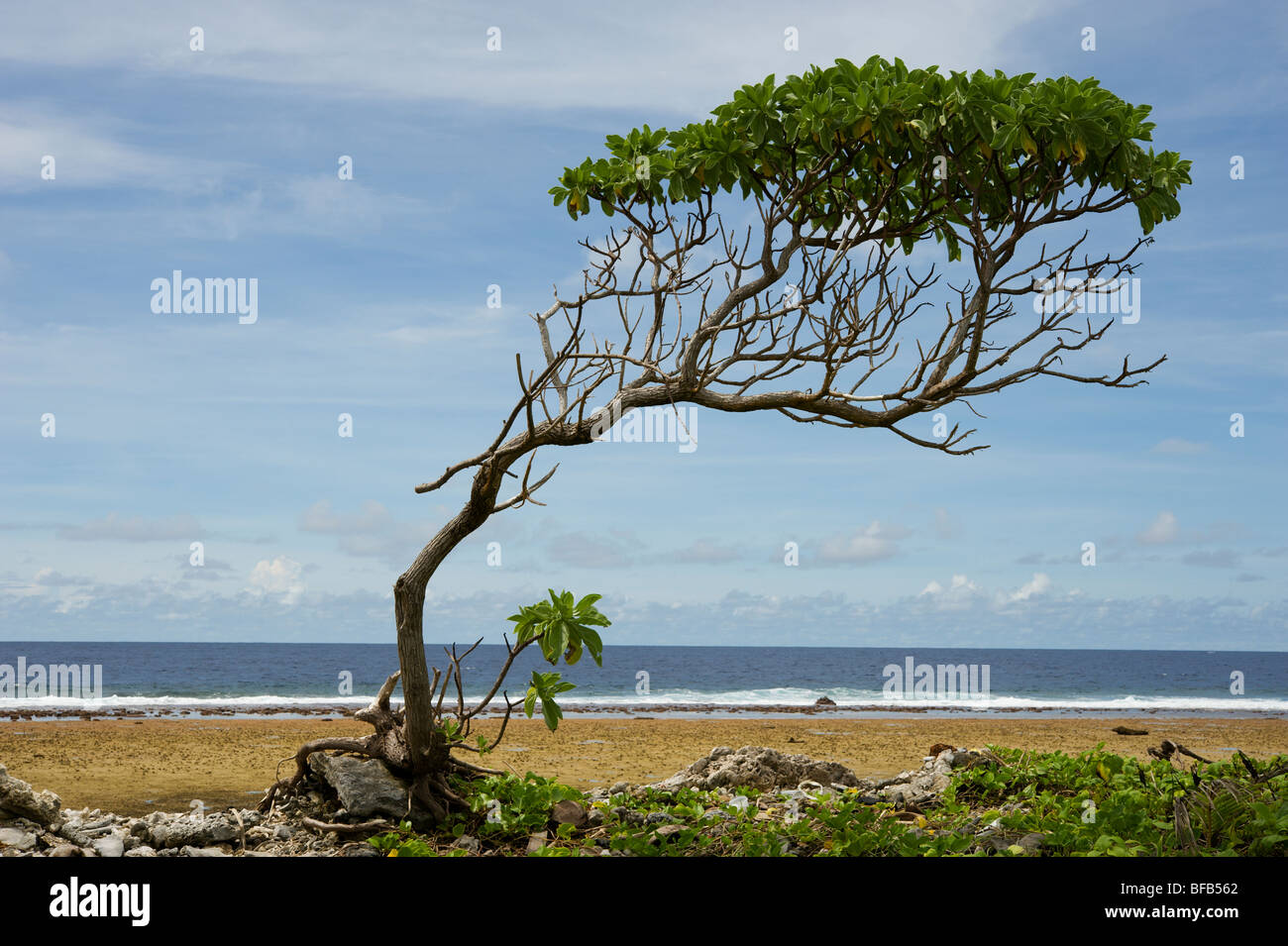 A single tree at the very edge of Jaluit Atoll's ocean side beach, Marshall Islands Stock Photo
