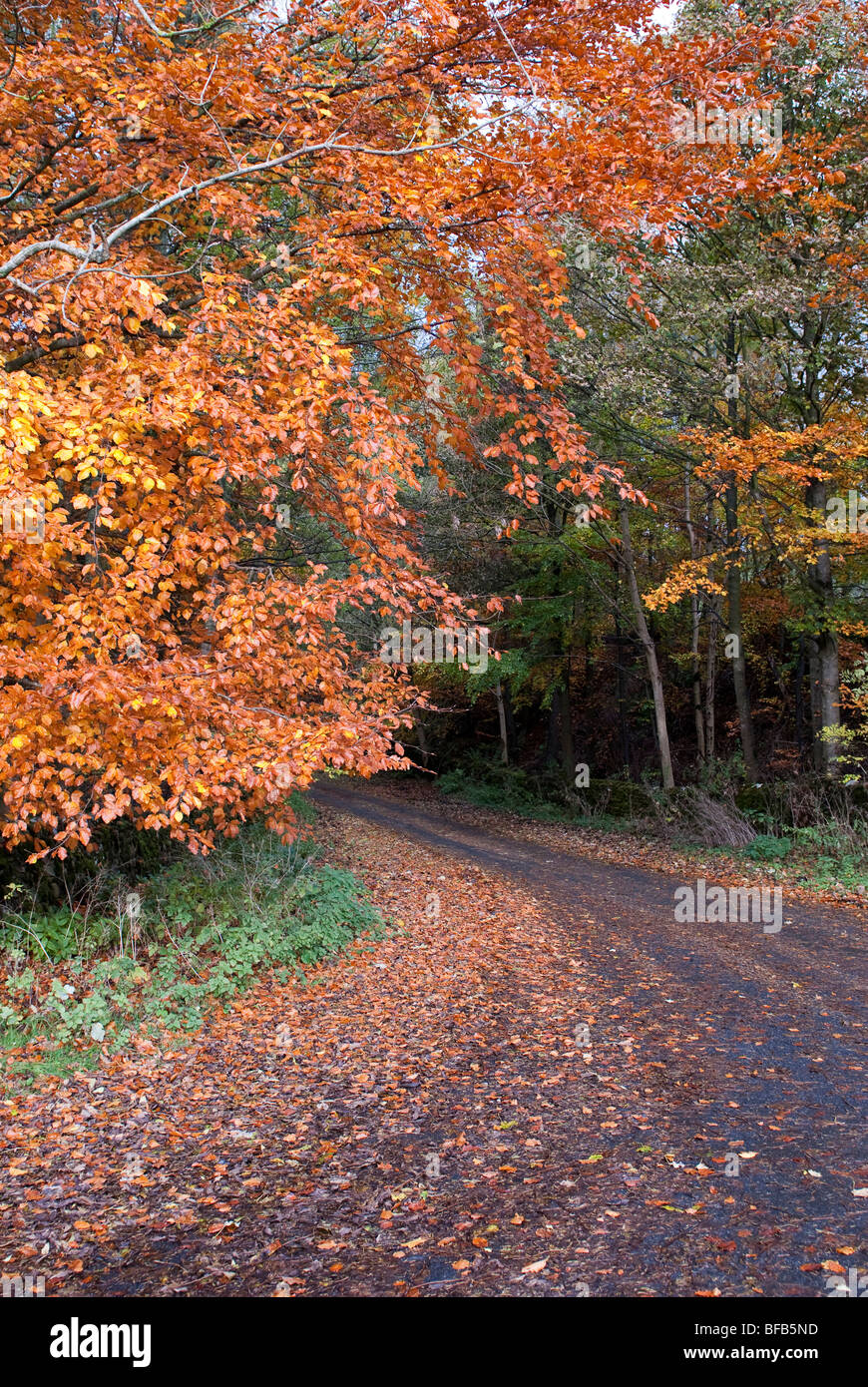 Autumn in Upper Teesdale Stock Photo
