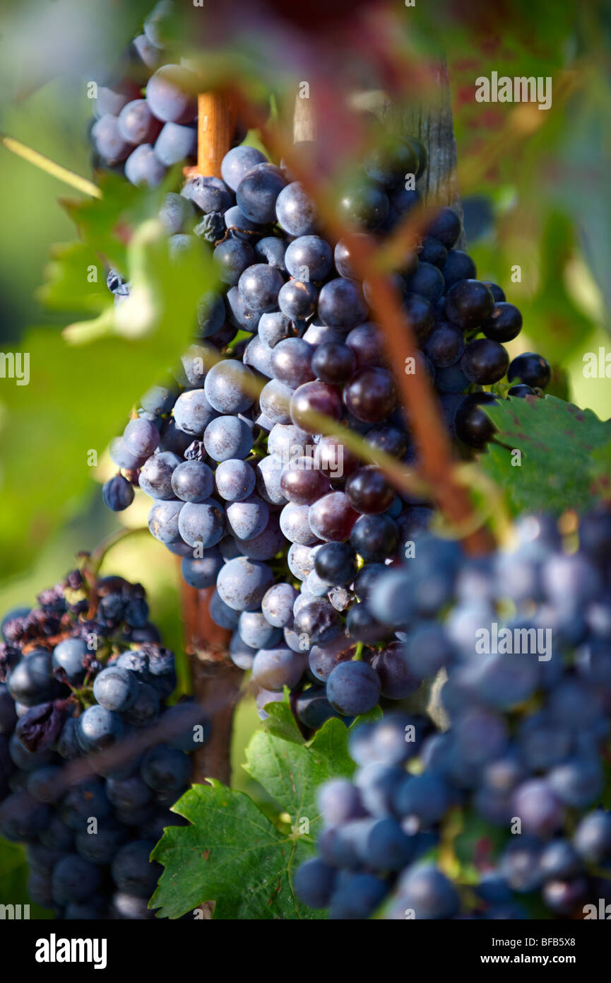 Grapes on the vines of Villany ( Villany ) vineyards, Hungary. Stock Photo