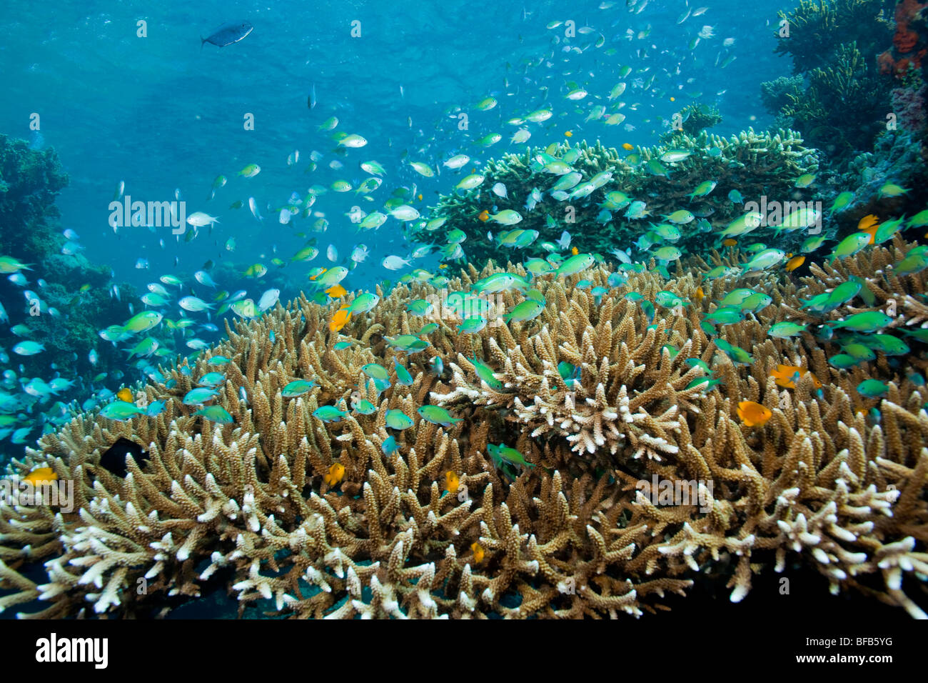 Blue-green Chromis schooling above finger corals underwater menjangan island Stock Photo