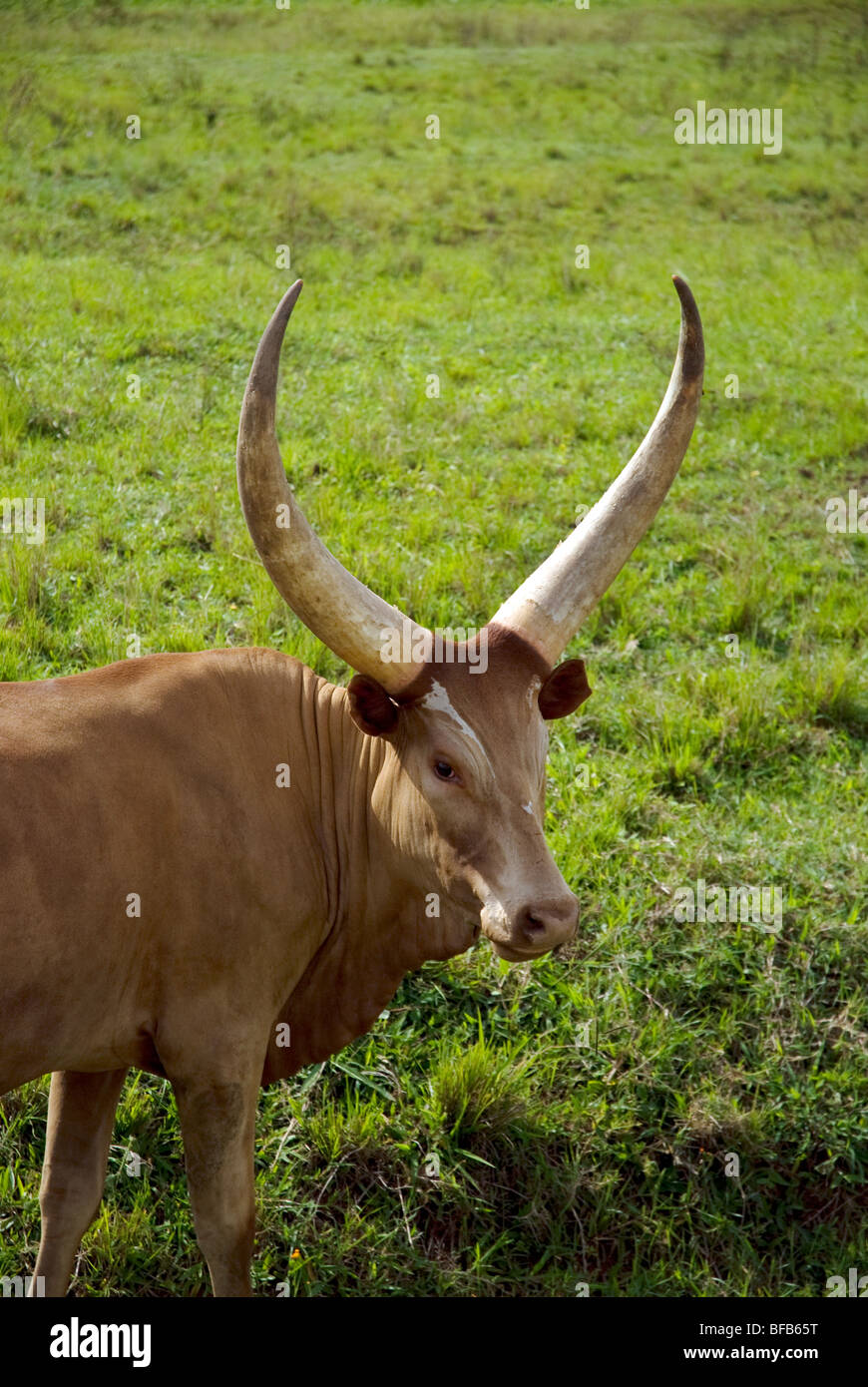 ankole cow in kenya Stock Photo Alamy