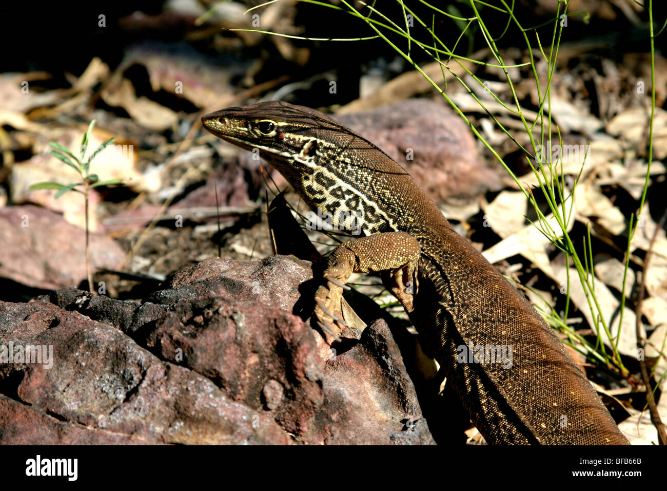 Monitor lizard enjoying the sun, Kakadu, Australia Stock Photo - Alamy