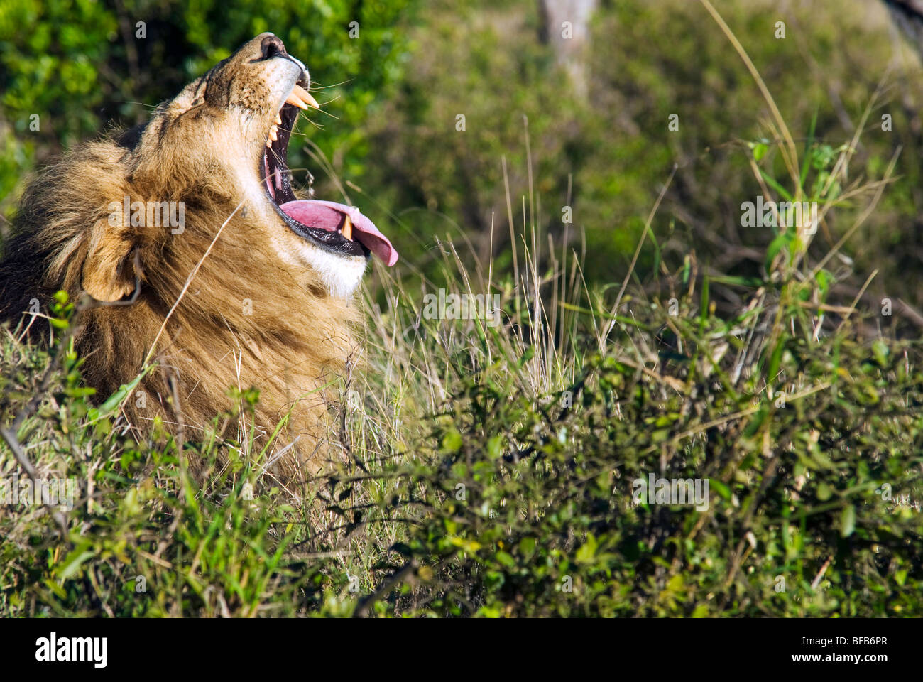 Lion roaring side view hi-res stock photography and images - Alamy
