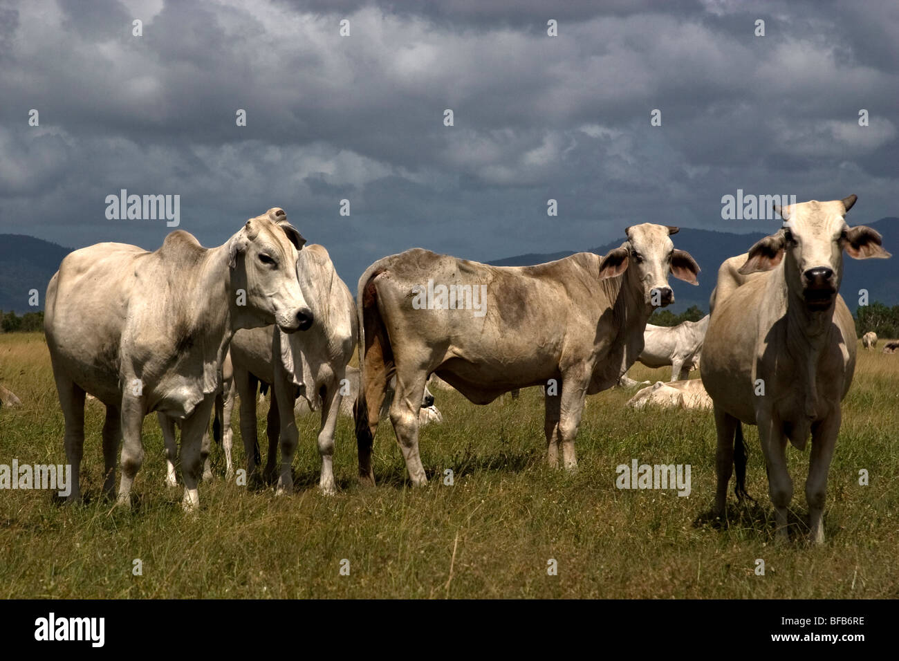 Livestock cattle on a Queensland farm, Australia Stock Photo Alamy