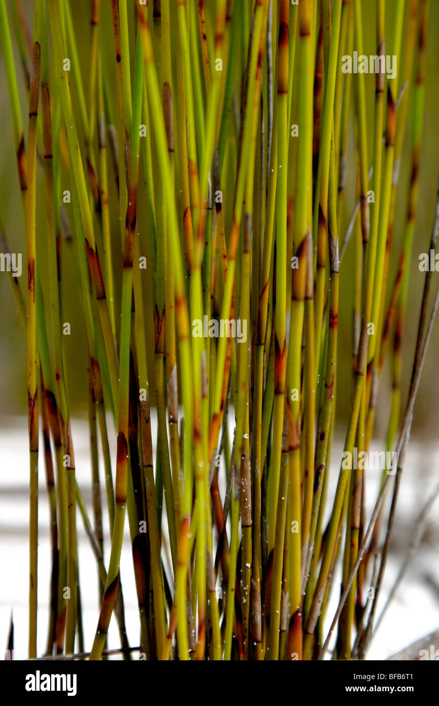 Reeds in Cooloola National Park, Queensland, Australia Stock Photo - Alamy