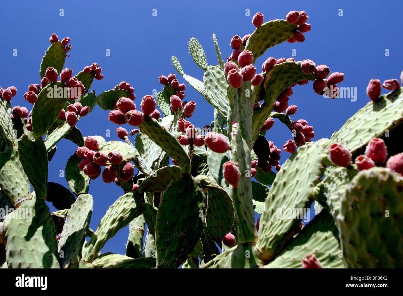 Cactus in the outback, Queensland, Australia Stock Photo Alamy