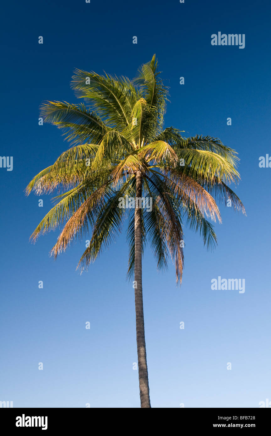 Holiday, vacation, far, north, Queensland, Australia, Port Douglas, tropical, summer, palm tree trees, clear sky, blue Stock Photo