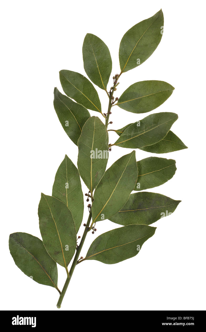 Bay leaf spice closeup on white background Stock Photo Alamy