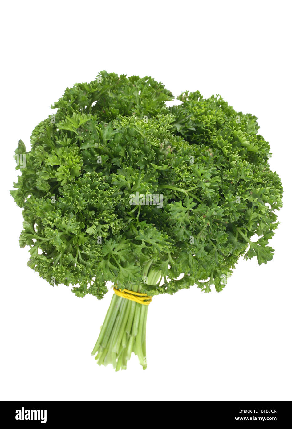 Parsley bunch herb detail on white background Stock Photo Alamy