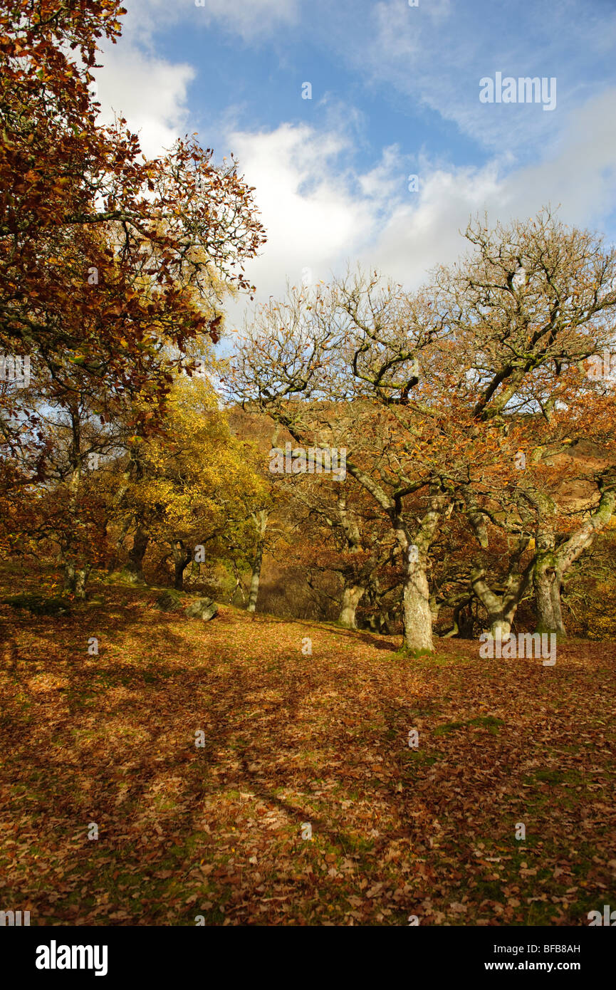 Old oak woodland in the Wye valley, autumn October afternoon, Wales UK Stock Photo