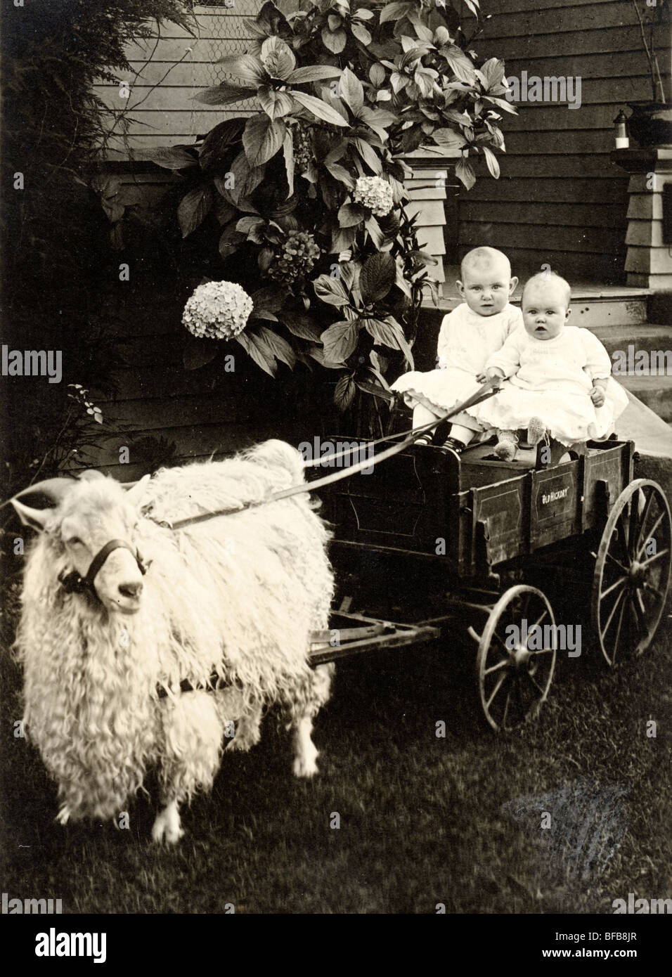 Two Infants Driving Old Hickory Goat Cart Stock Photo
