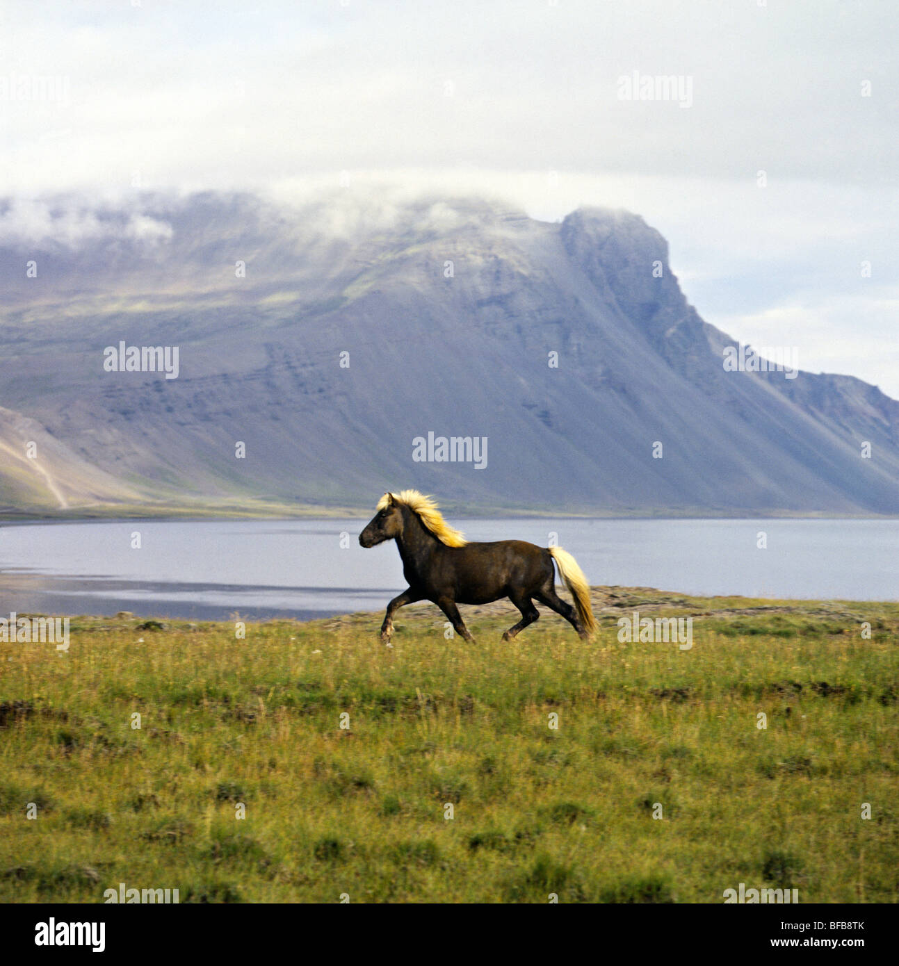 Iceland horse at Hofn Stock Photo