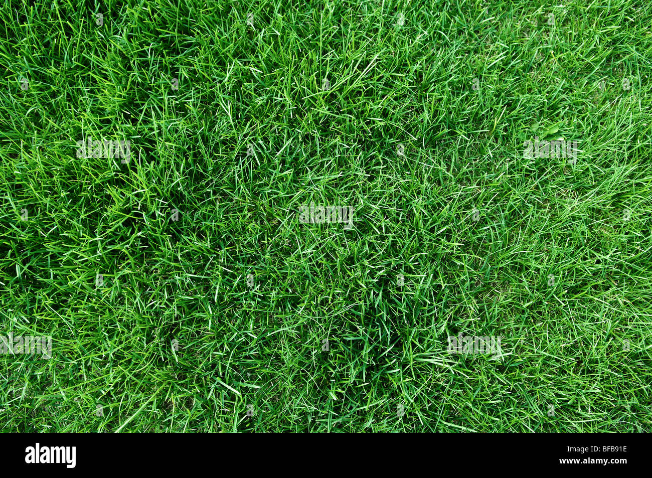 dark grass texture seamless