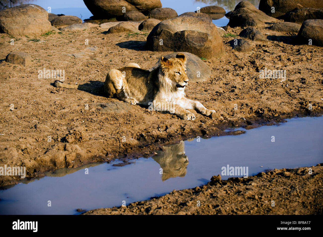 Lion Reflection Stock Photo