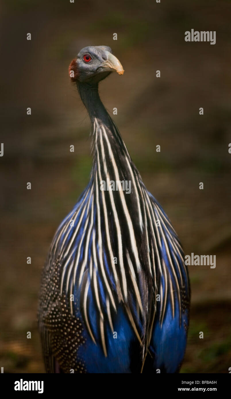 White Breasted Guineafowl Hi res Stock Photography And Images Alamy White Breasted Guineafowl Hi res Stock Photography And Images Alamy