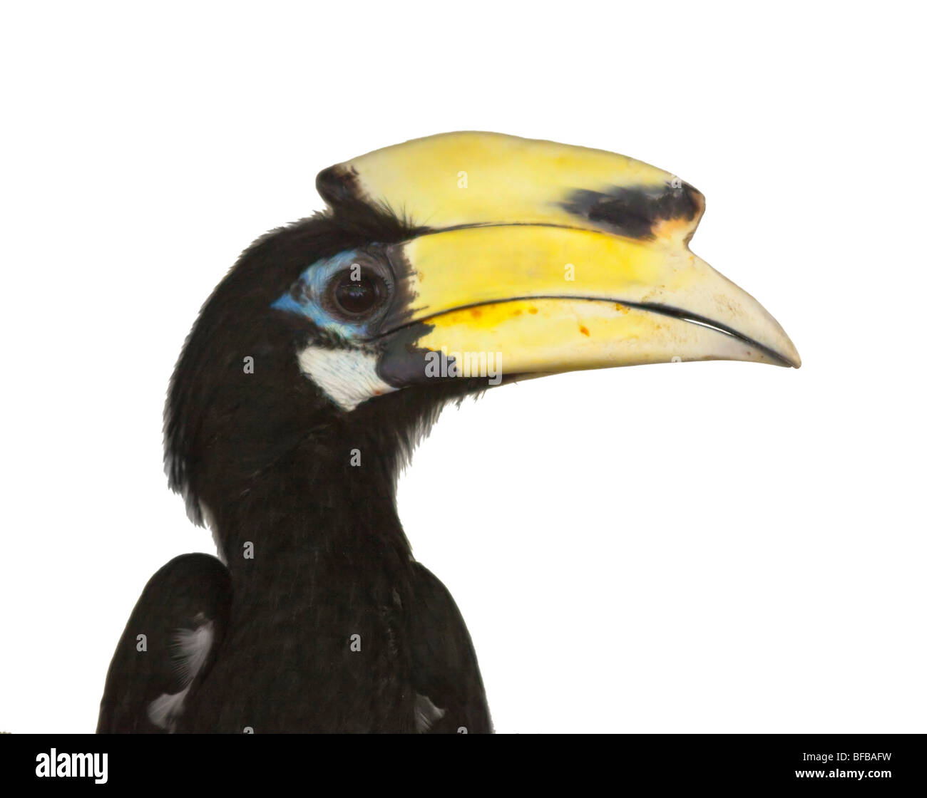 Oriental Pied Hornbill, Anthracoceros albirostris Stock Photo