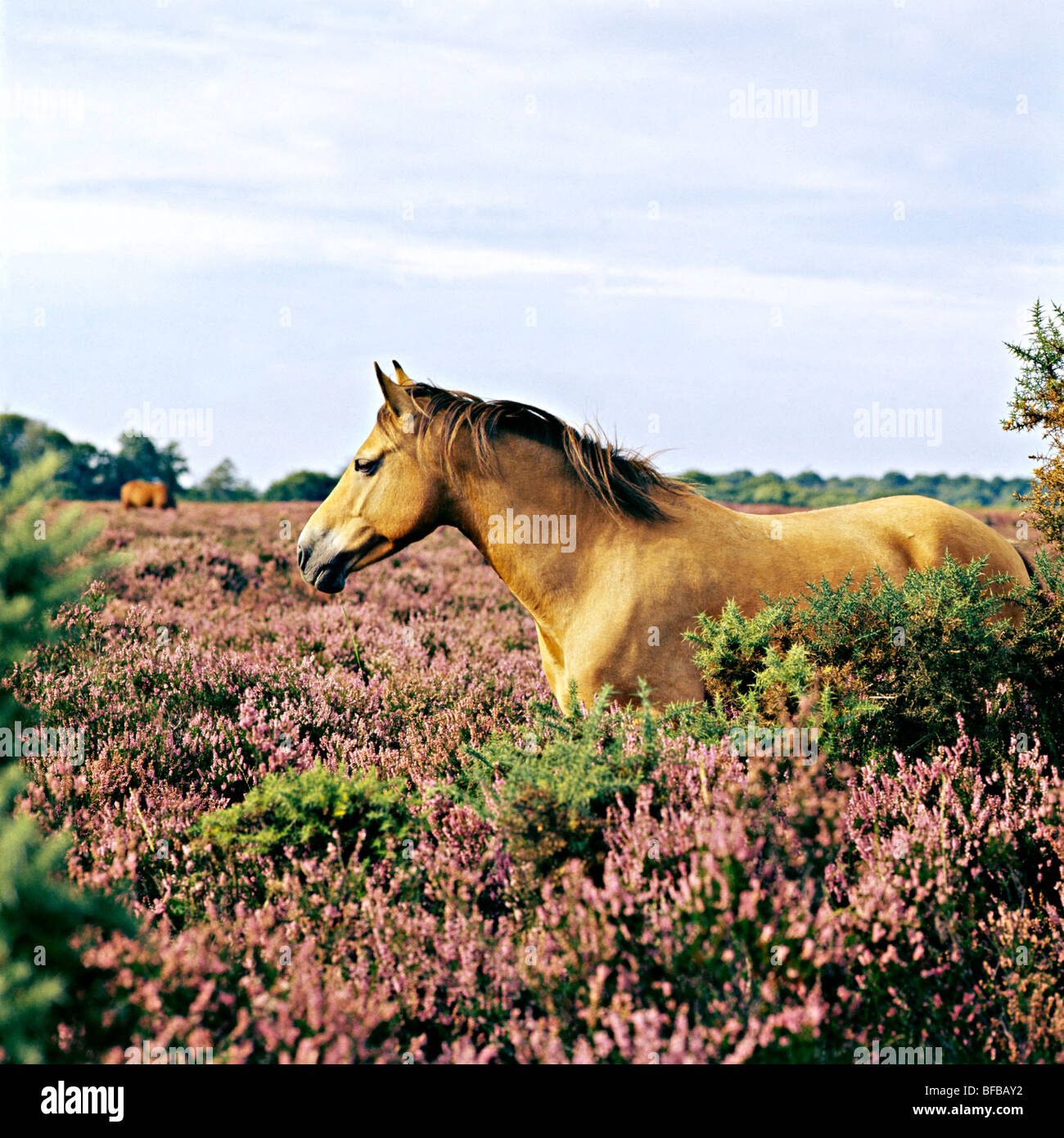 new forest pony standing in heather in the forest Stock Photo