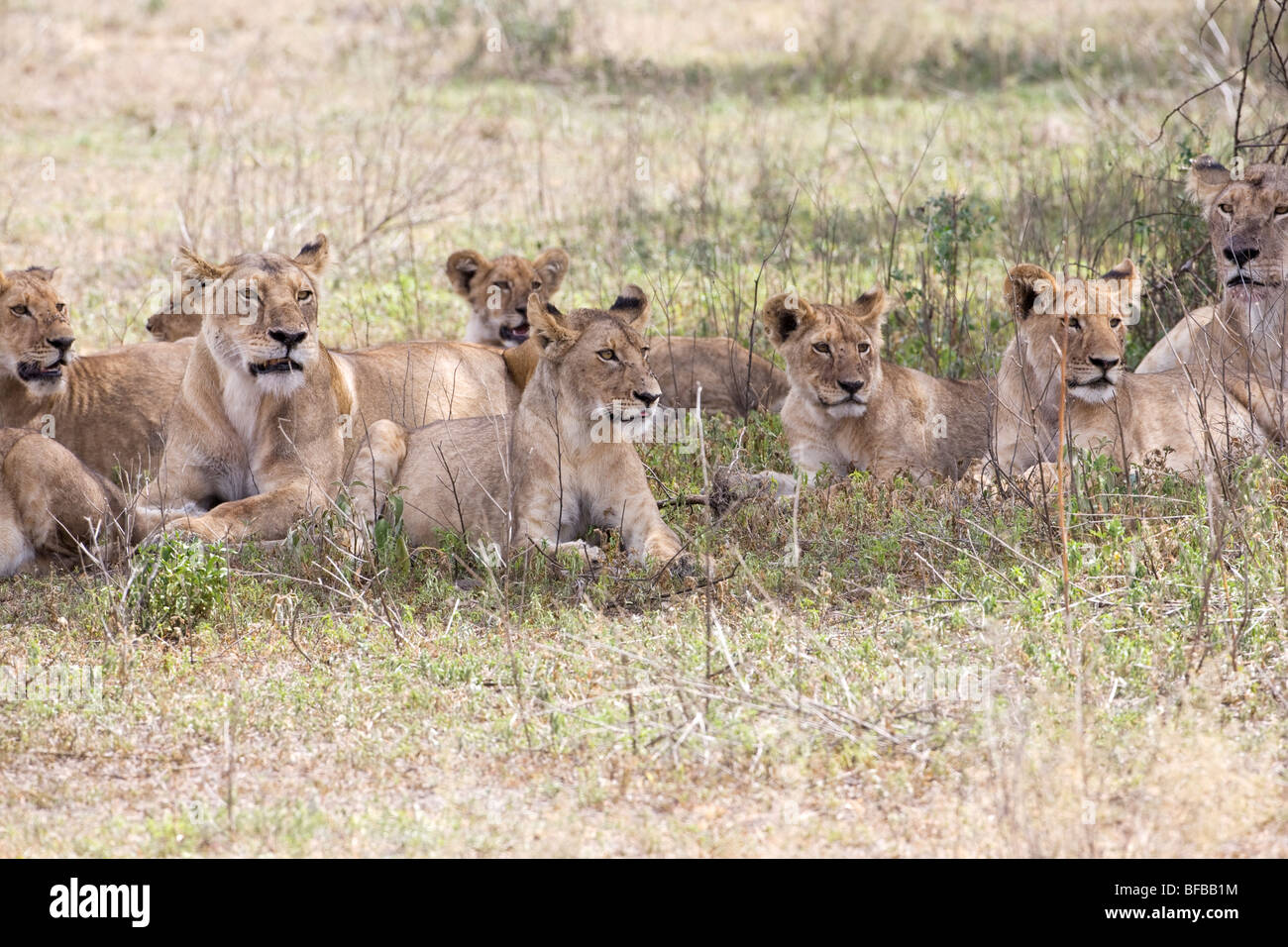 A pride of Lions Panthera Leo sheltering from the heat of the sun in ...