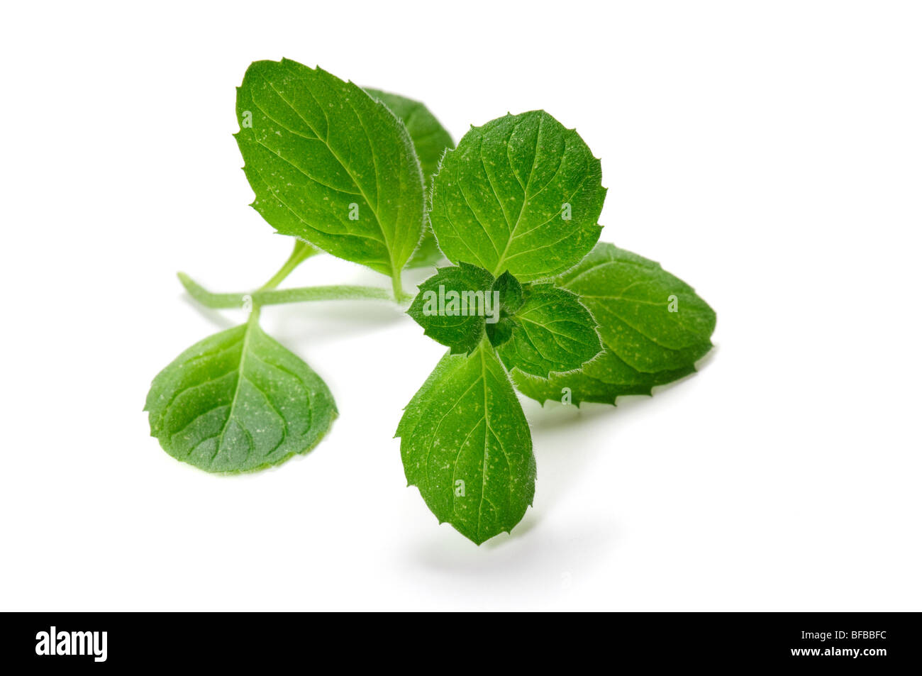 Green mint isolated on white background Stock Photo