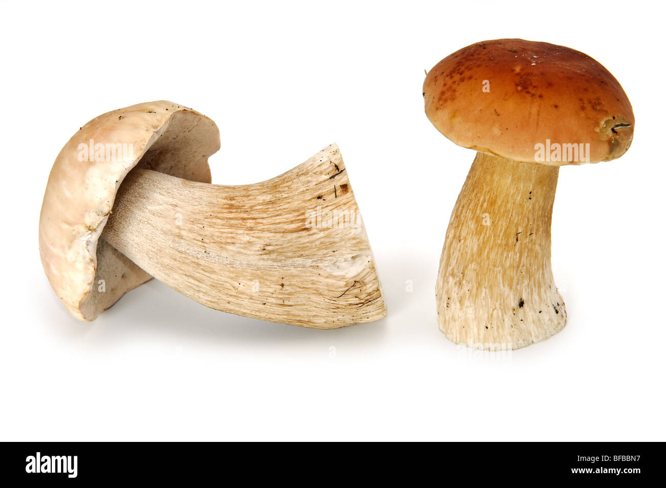 Two eatable mushrooms isolated on white Stock Photo