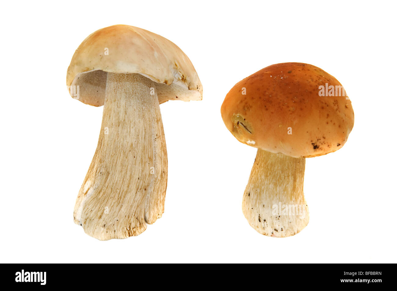 mushrooms isolated on white background Stock Photo