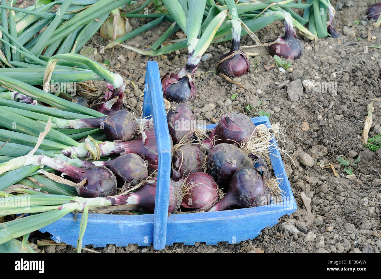 Harvesting onions, 'red baron', onions in blue trug on allotment plot, Uk, August Stock Photo