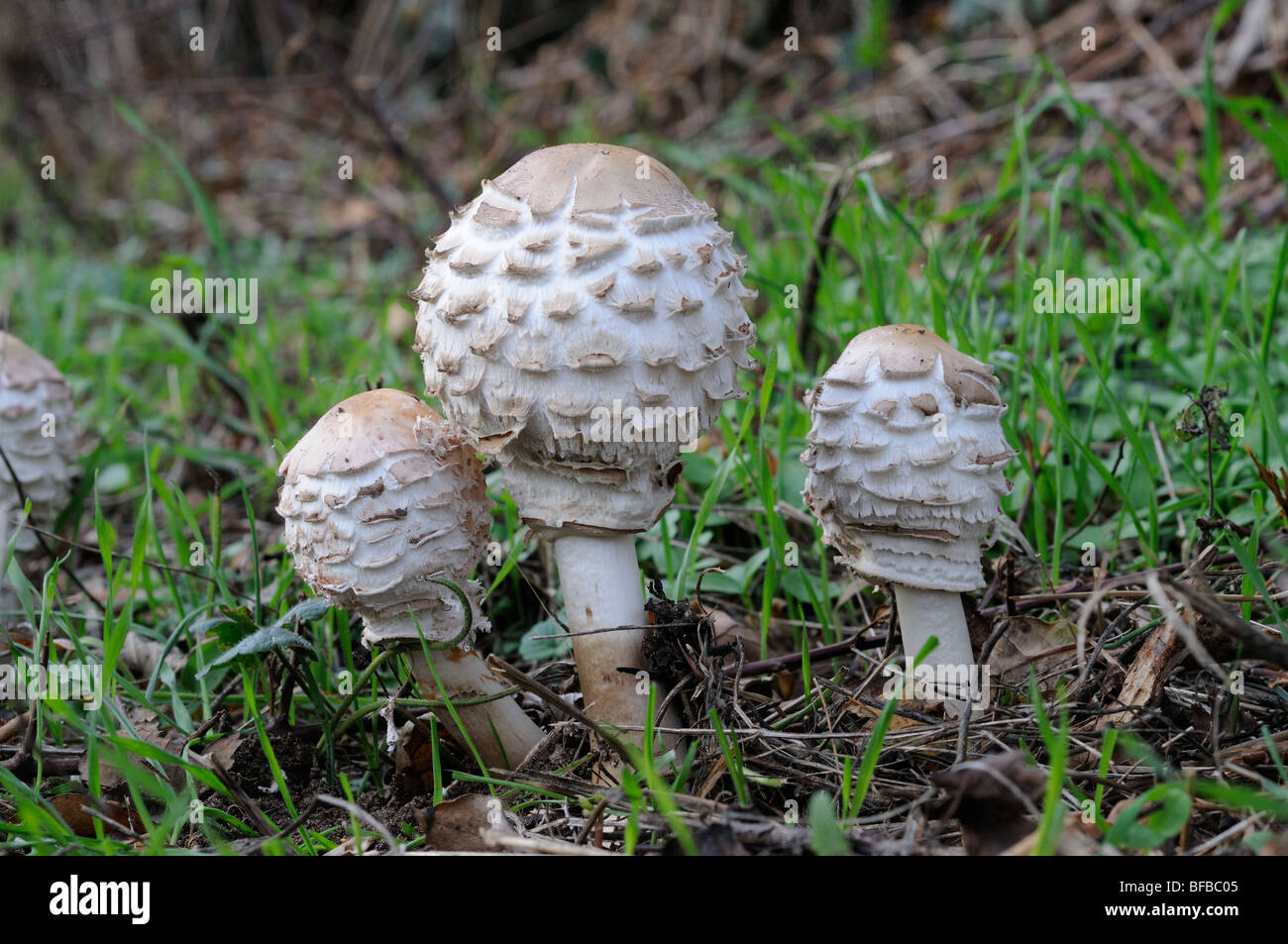 Edible Fungi, Parasol Mushroom, lepiota procera, fruiting bodies on roadside verge, Norfolk, UK, October Stock Photo