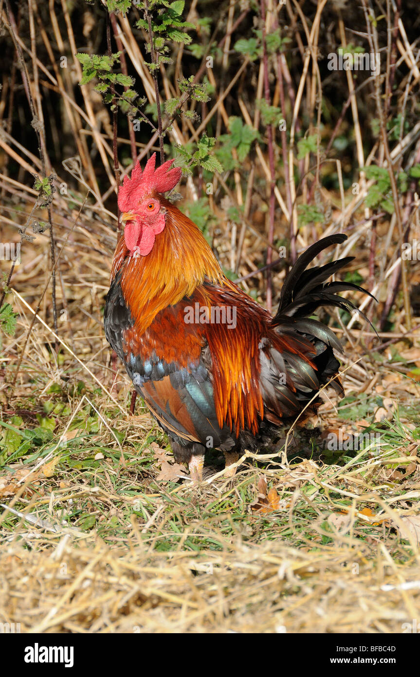 Domestic Chickens, welsummer bantam cockerel, Norfolk, Uk September