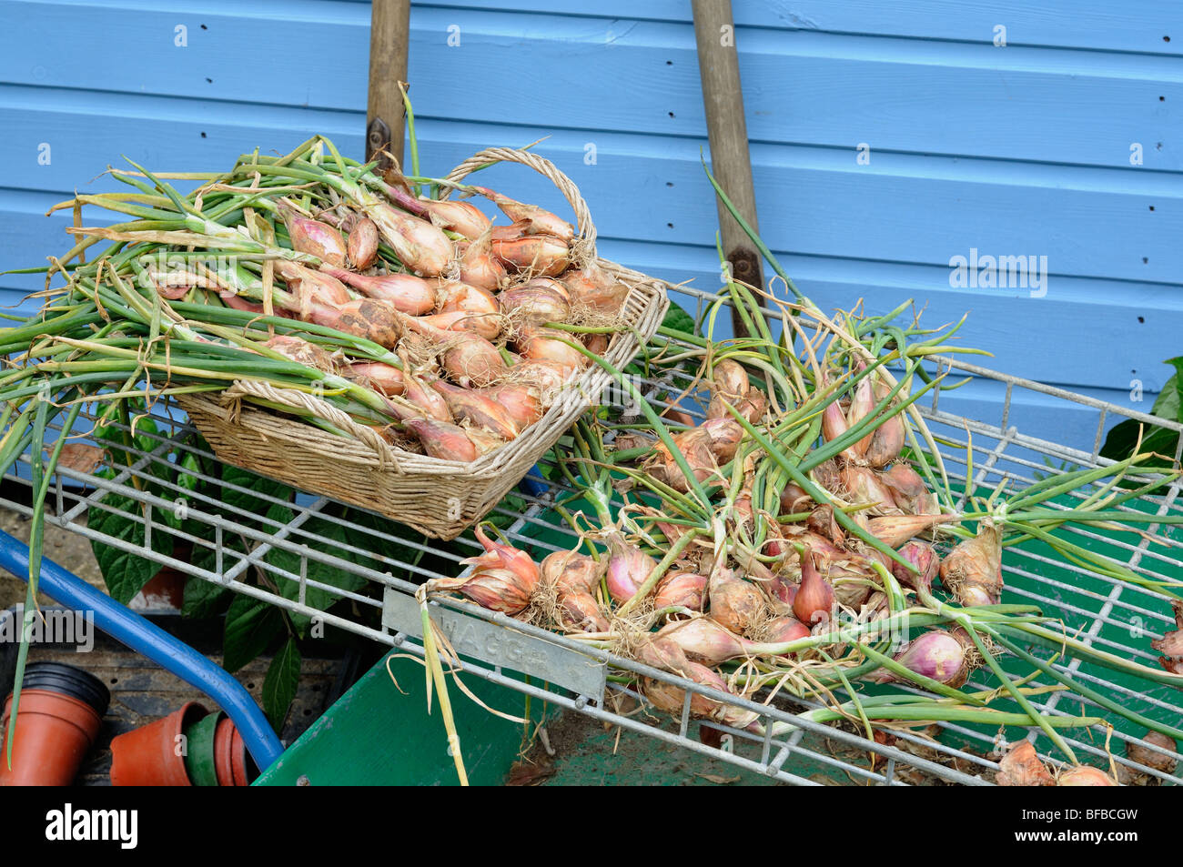 Drying out shallots hires stock photography and images Alamy
