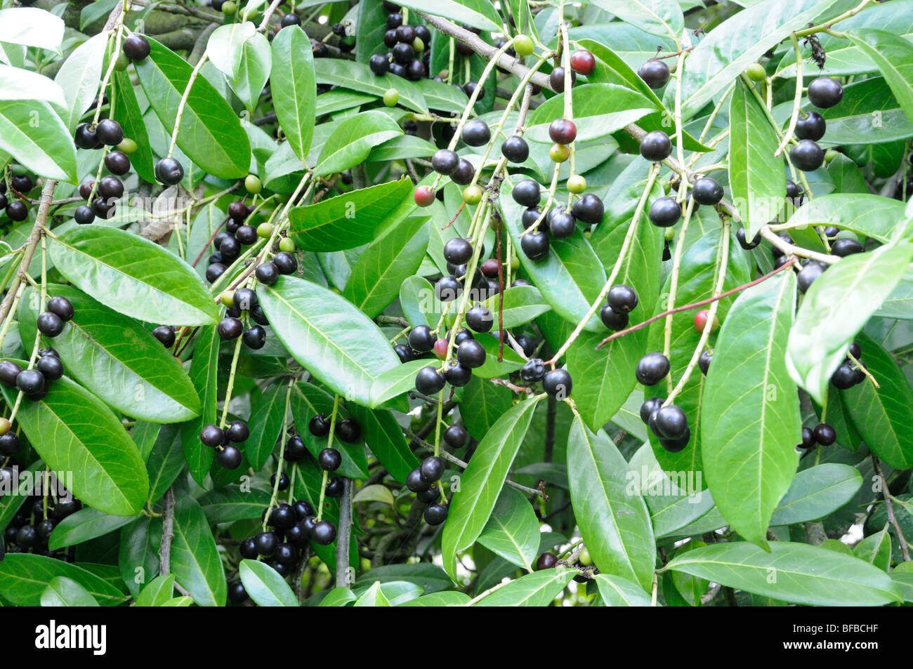 Laurel berries hires stock photography and images Alamy