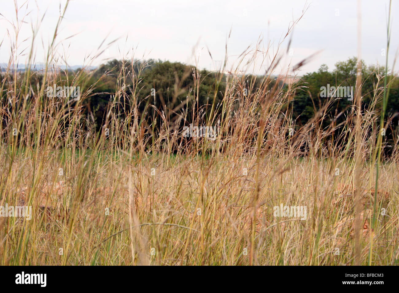 Grass veld hi-res stock photography and images - Alamy