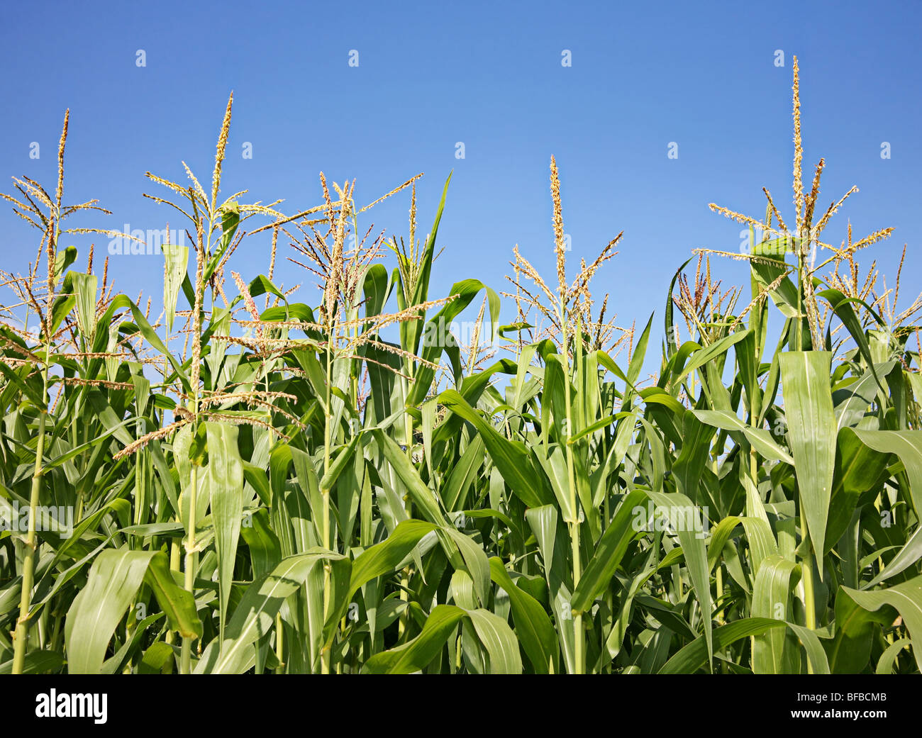 Corn green plant in blue sky Stock Photo - Alamy