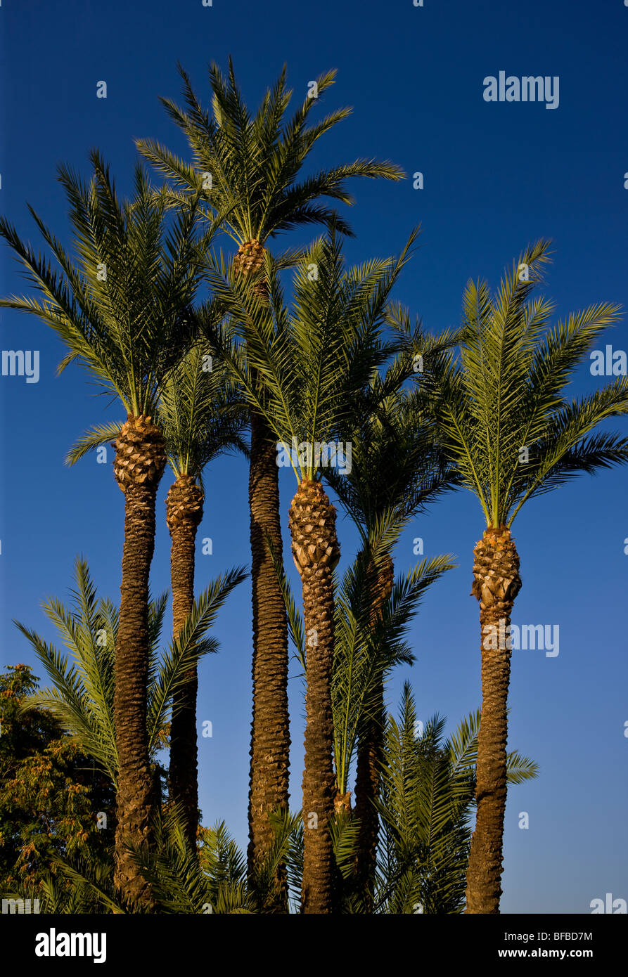 MARRAKESH, MOROCCO - Palm trees. Stock Photo